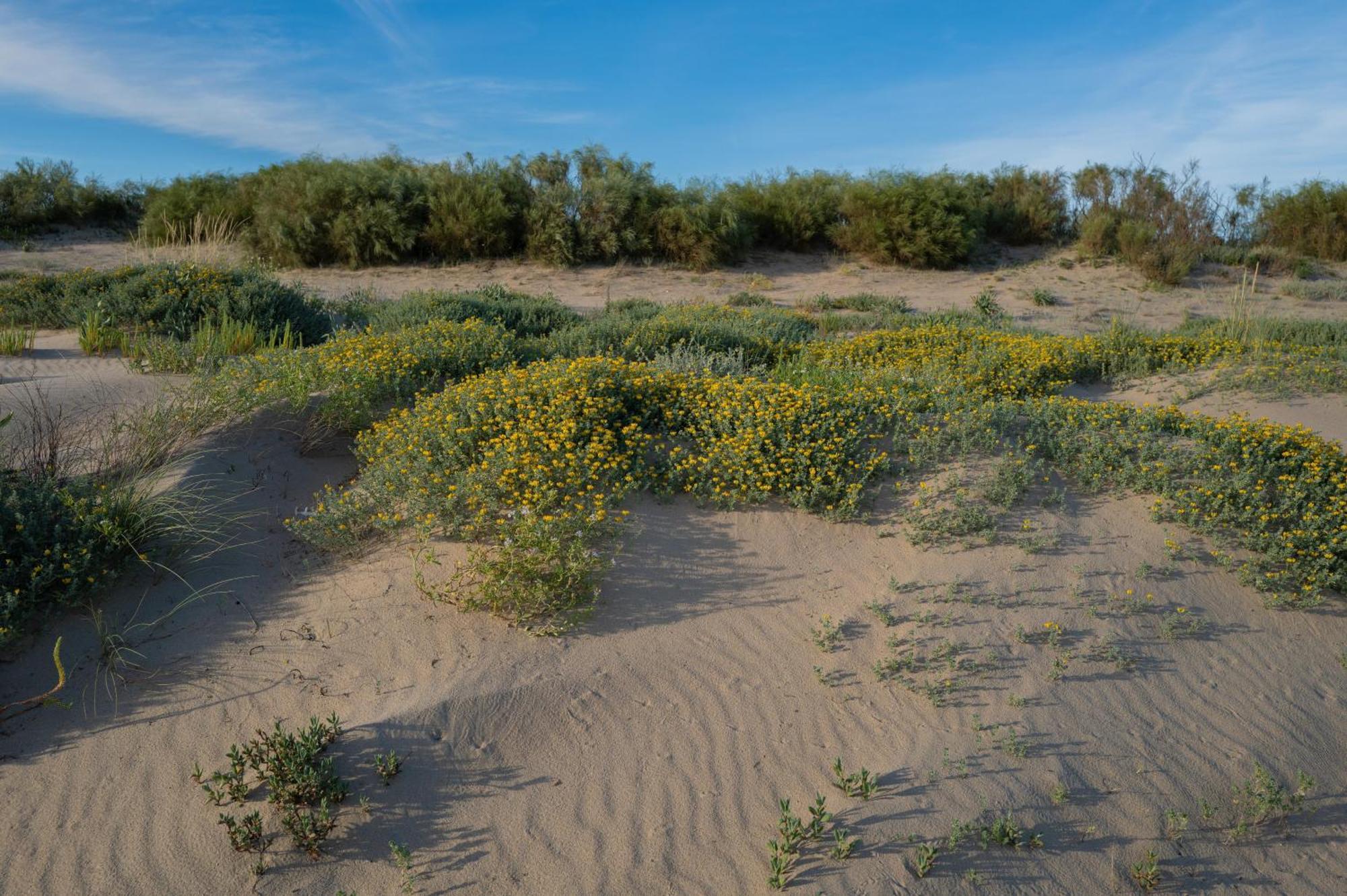 Apartamento - Atico Isla Canela Ayamonte Eksteriør billede